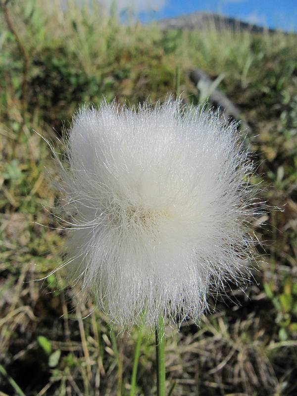 Изображение особи Eriophorum scheuchzeri.