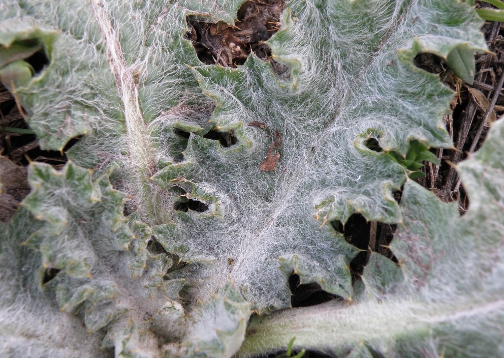 Image of Onopordum acanthium specimen.