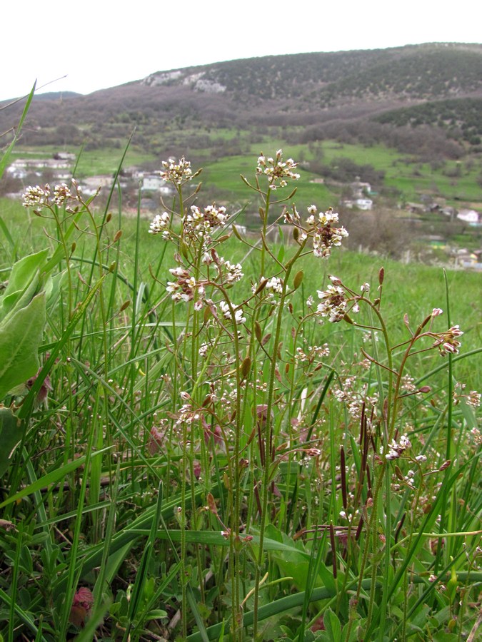 Изображение особи Draba muralis.