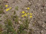 View full-size image Senecio vernalis