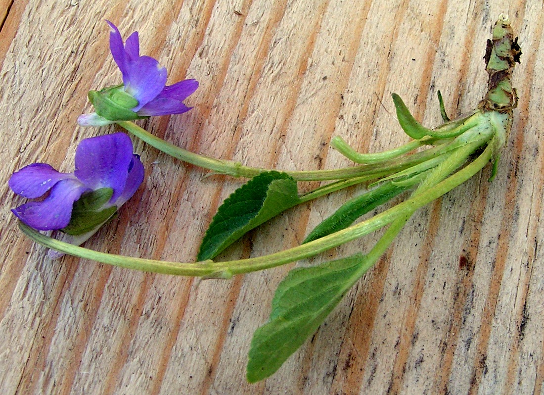 Image of Viola hirta specimen.