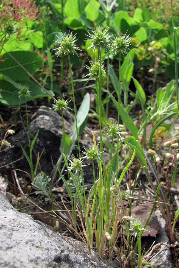Изображение особи Echinaria capitata.