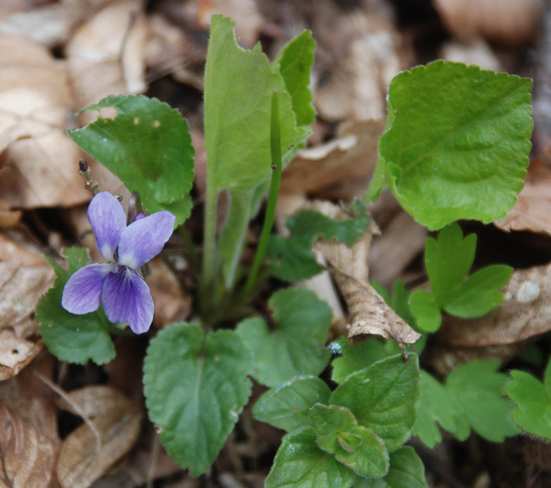 Image of Viola suavis specimen.