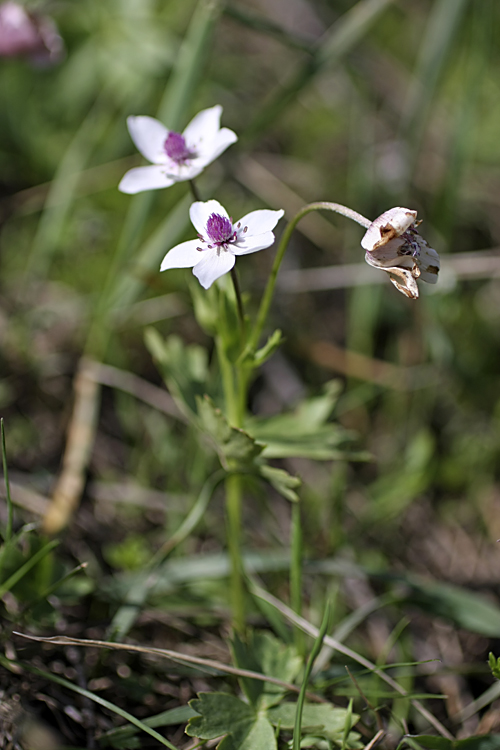 Image of Anemone tschernaewii specimen.