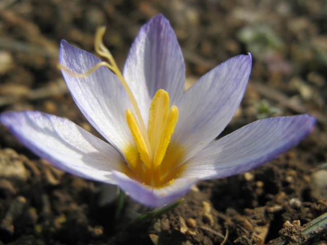 Image of Crocus tauricus specimen.