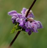 Phlomoides tuberosa. Соцветие. Воронежская обл., Павловский р-н, с. Петровка. Опушка леса. 18.06.2008.