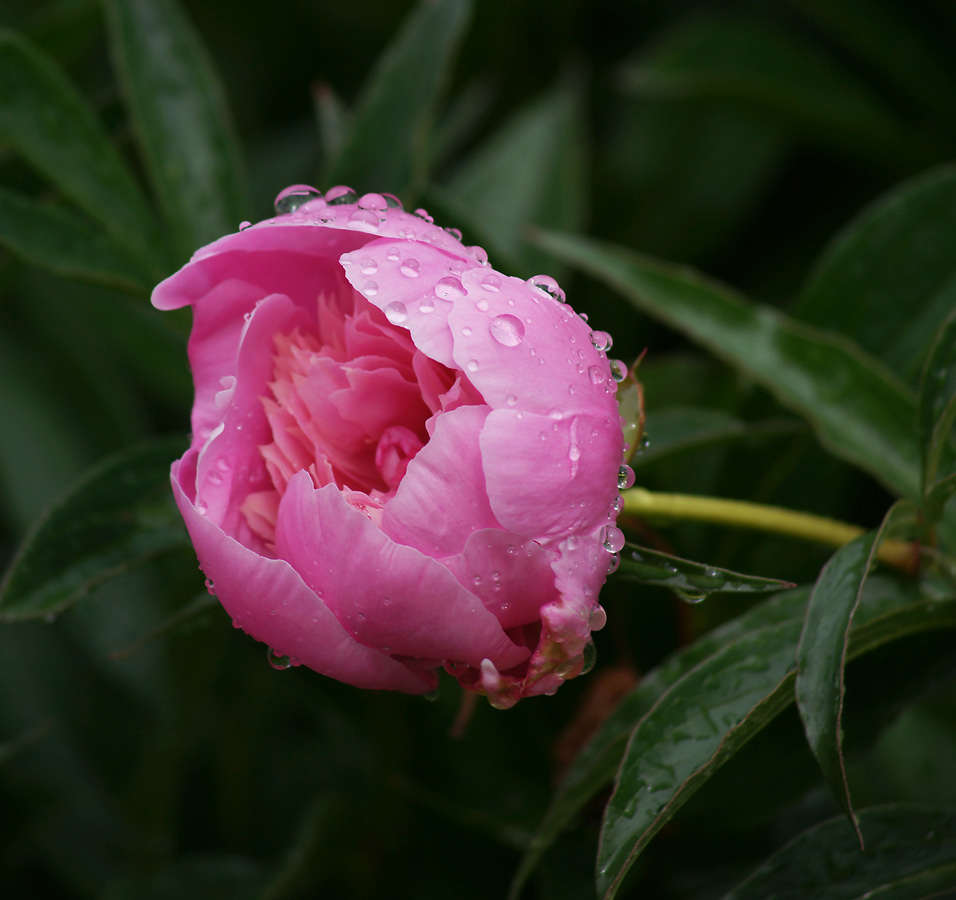 Image of Paeonia lactiflora specimen.