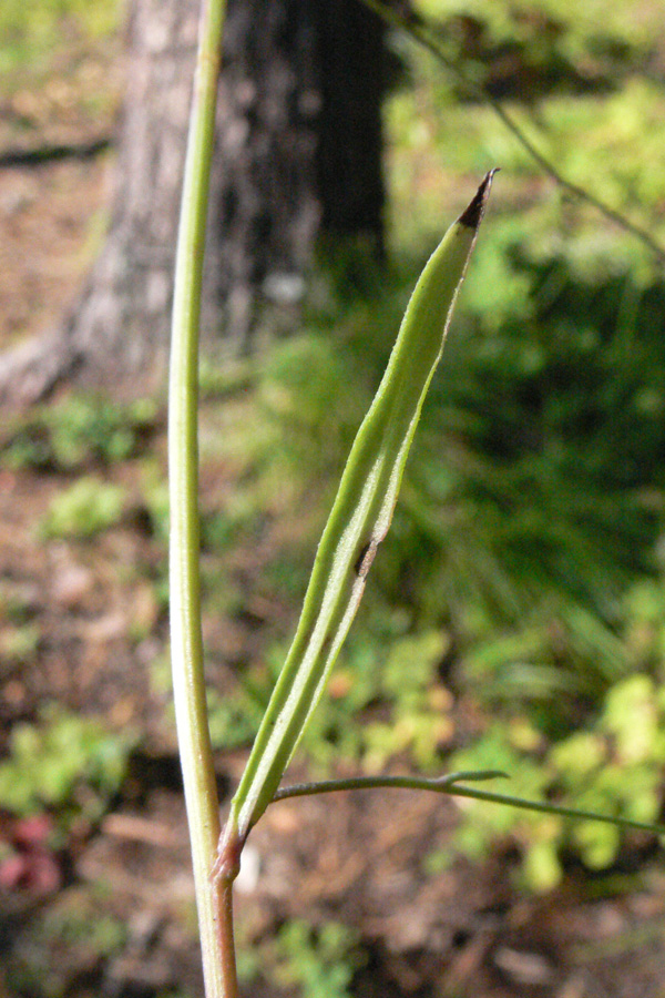 Image of Crepis tectorum specimen.