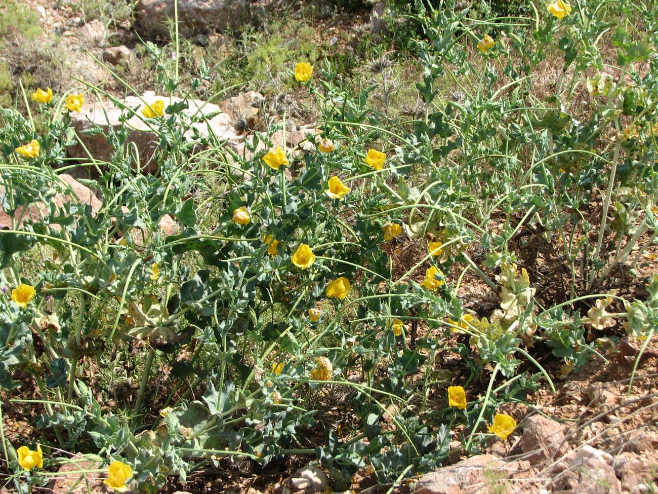 Изображение особи Glaucium flavum.