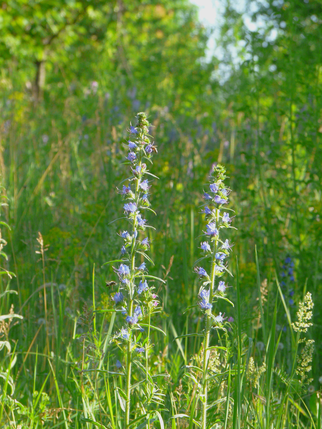 Изображение особи Echium vulgare.