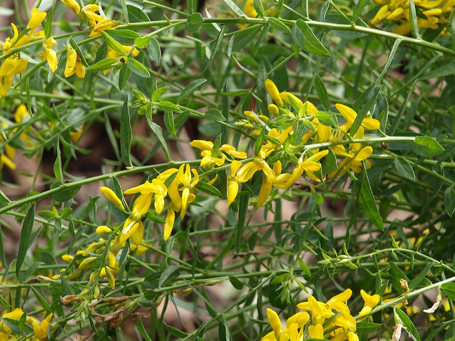 Image of Genista tinctoria specimen.