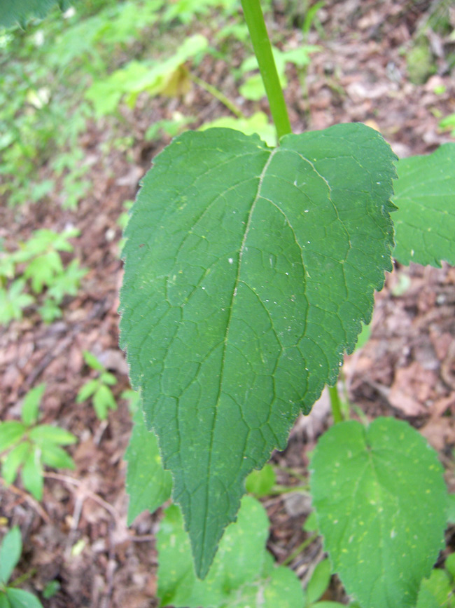 Image of Campanula latifolia specimen.