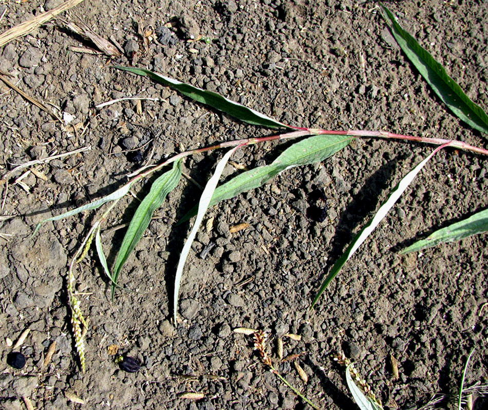 Image of genus Persicaria specimen.