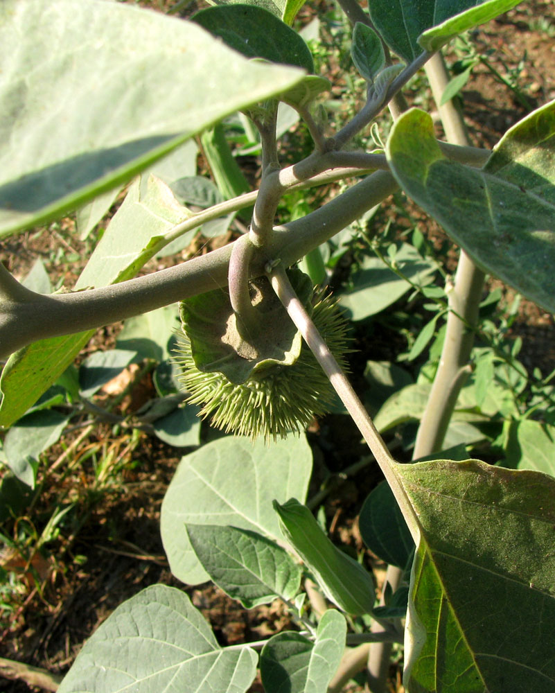 Image of Datura wrightii specimen.