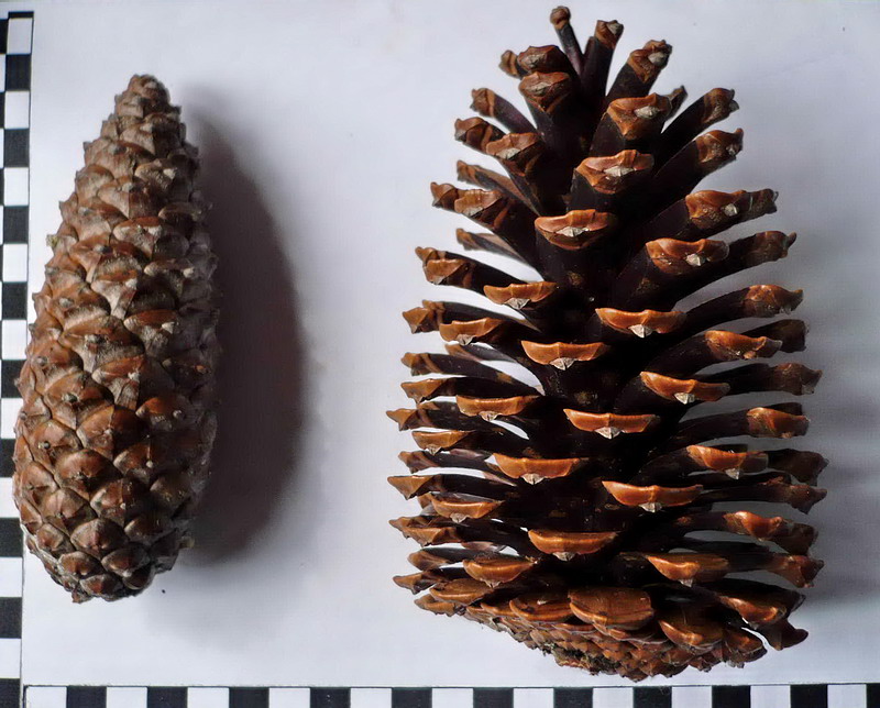 Image of Pinus pinaster specimen.