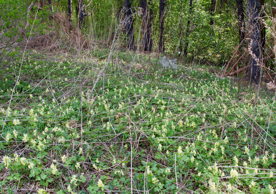 Image of Corydalis bracteata specimen.