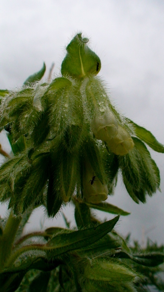 Изображение особи Onosma gracilis.