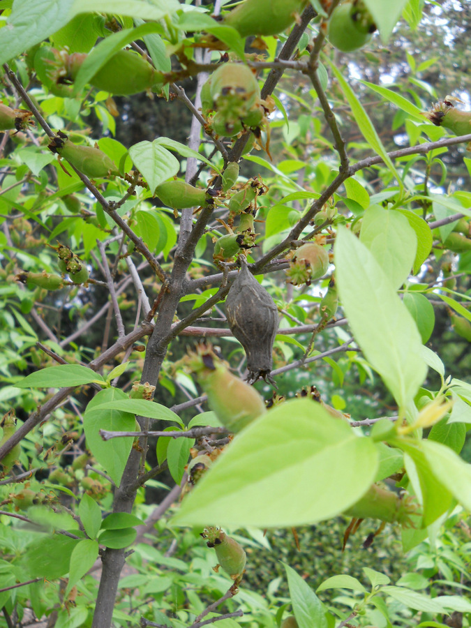 Image of Chimonanthus praecox specimen.