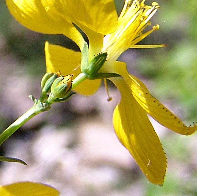 Image of Hypericum elongatum specimen.