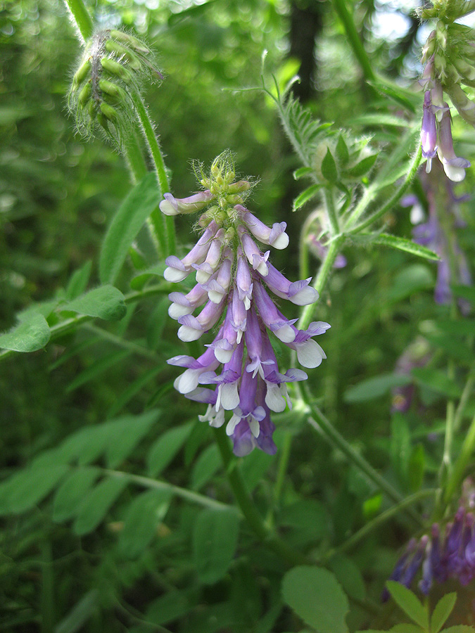 Изображение особи Vicia villosa.