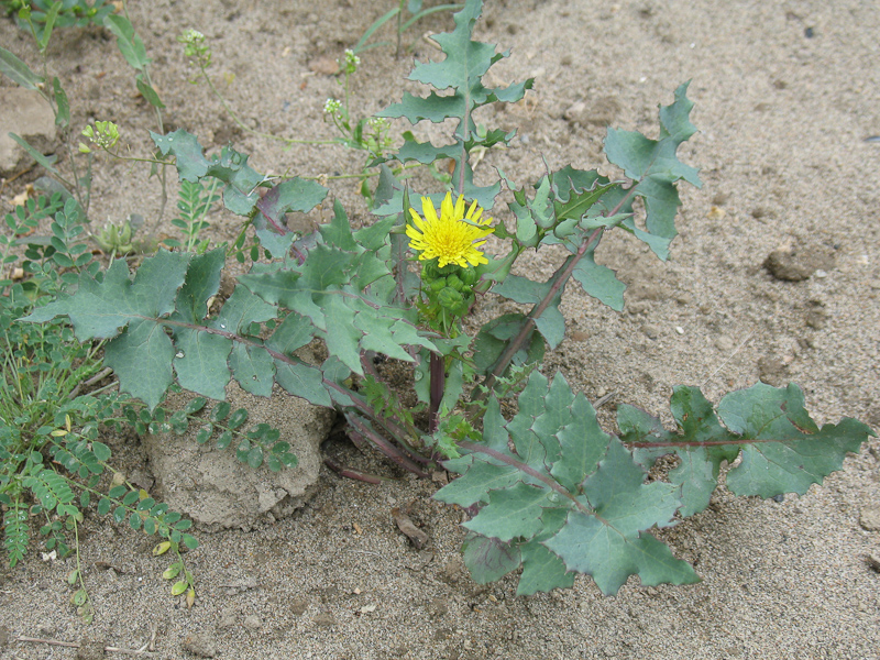 Изображение особи Sonchus oleraceus.