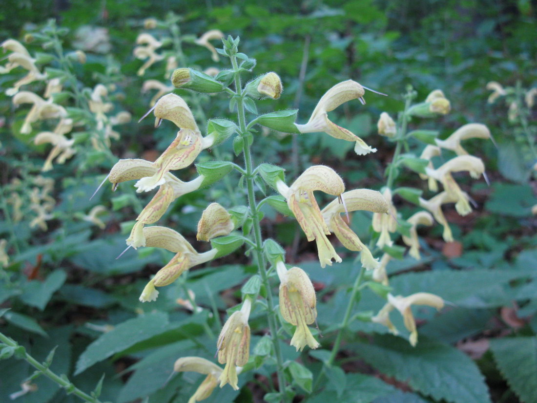 Изображение особи Salvia glutinosa.