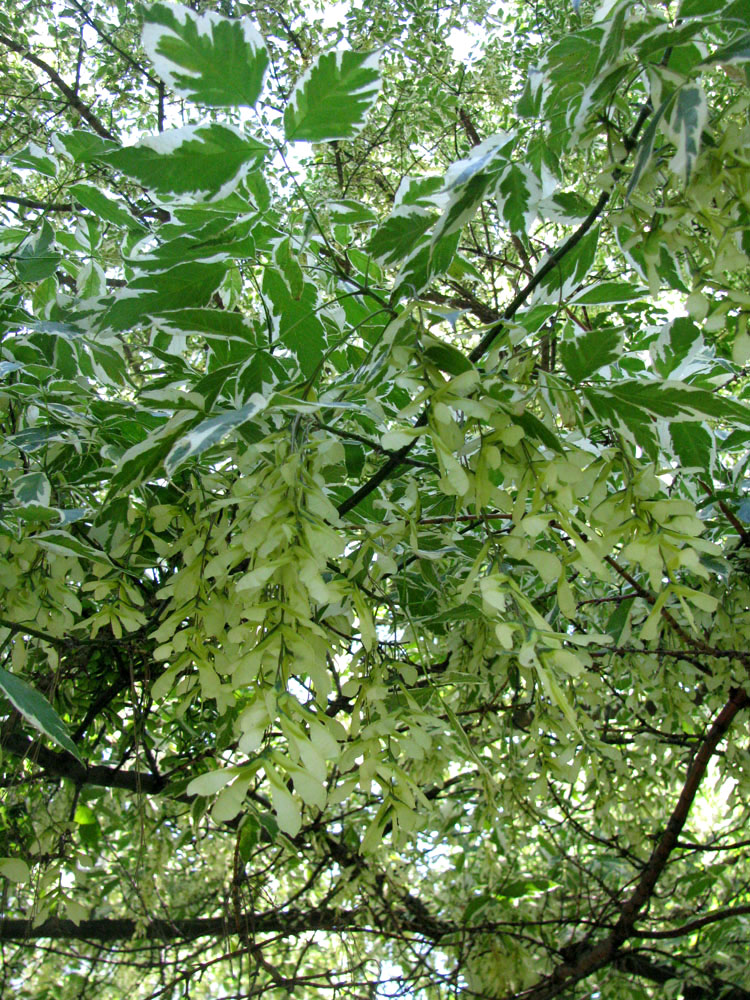 Image of Acer negundo specimen.