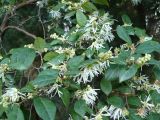 Loropetalum chinense. Ветвь с цветками и бутонами. Сочи, дендрарий. 16.03.2009.