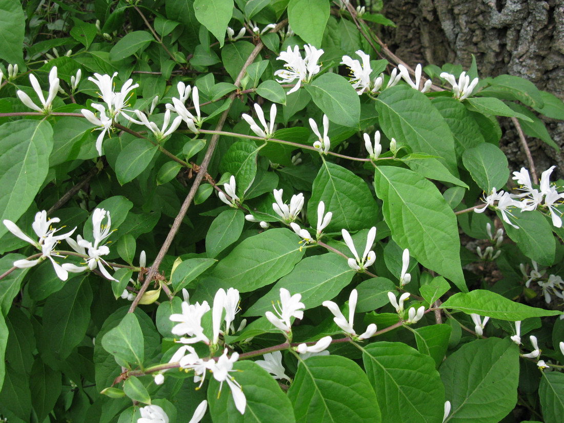 Image of Lonicera maackii specimen.