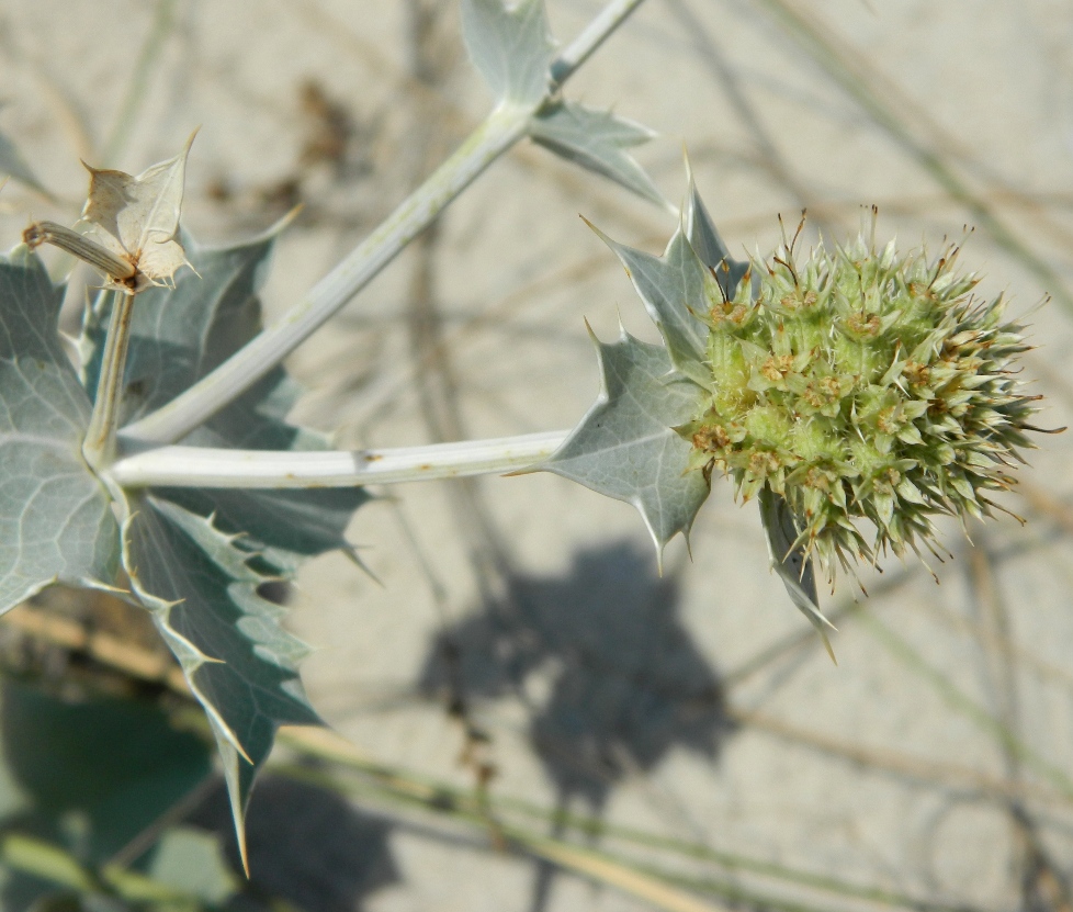 Изображение особи Eryngium maritimum.