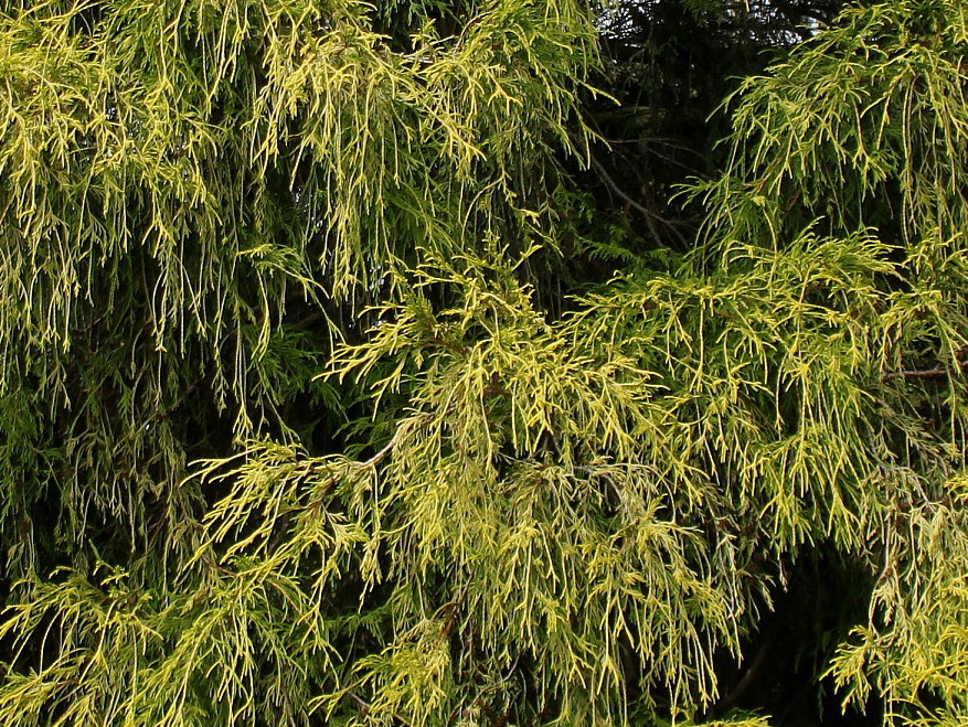 Image of Chamaecyparis pisifera specimen.