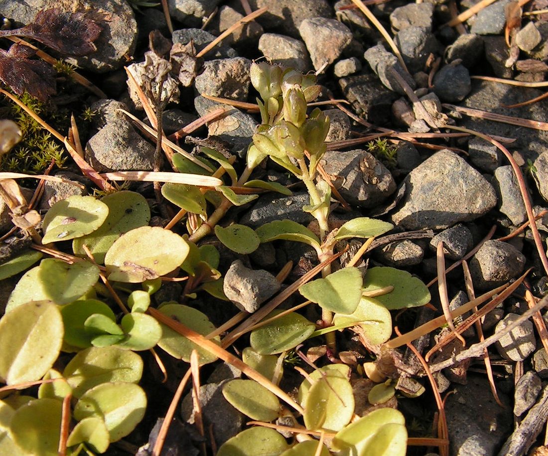 Image of Veronica serpyllifolia specimen.