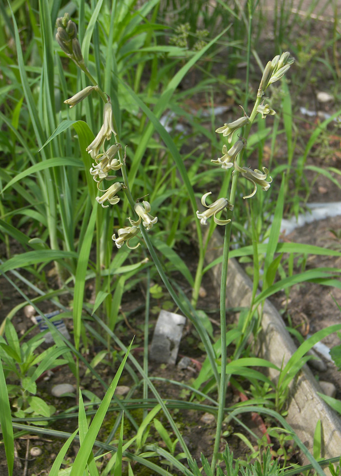 Image of Dipcadi serotinum specimen.