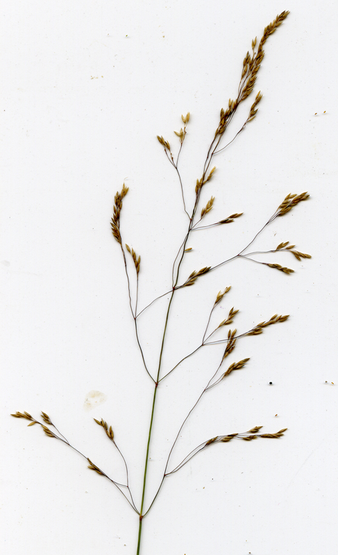 Image of Agrostis canina specimen.