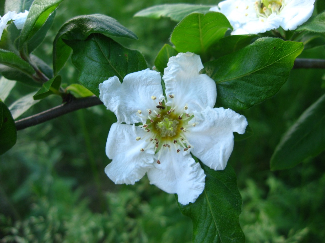 Image of Mespilus germanica specimen.