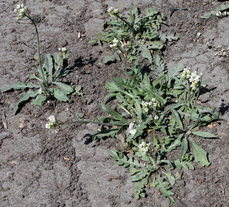 Image of Capsella bursa-pastoris specimen.