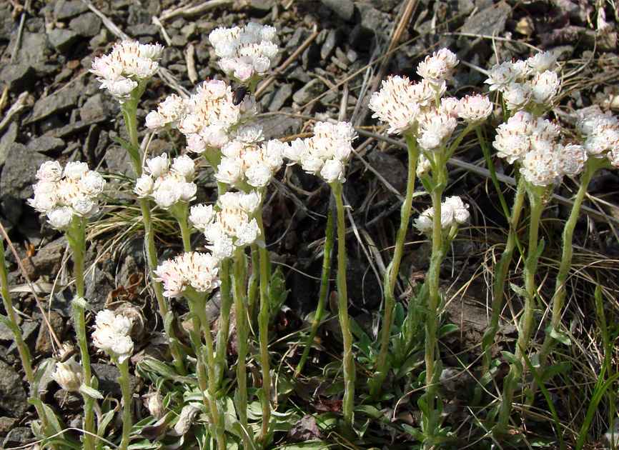 Изображение особи Antennaria dioica.