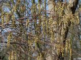 Stachyurus praecox. Ветки с соцветиями. Германия, г. Krefeld, ботанический сад. 07.04.2013.