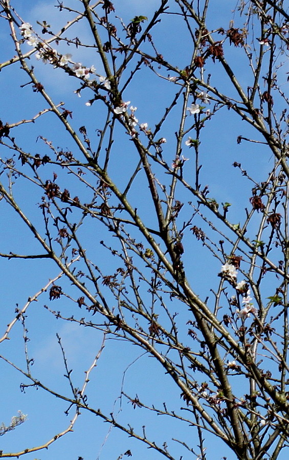 Image of Prunus alleghaniensis specimen.