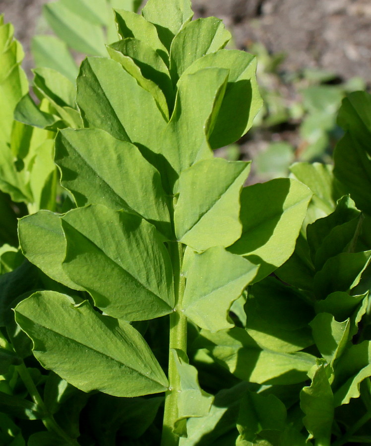 Изображение особи Galega officinalis.