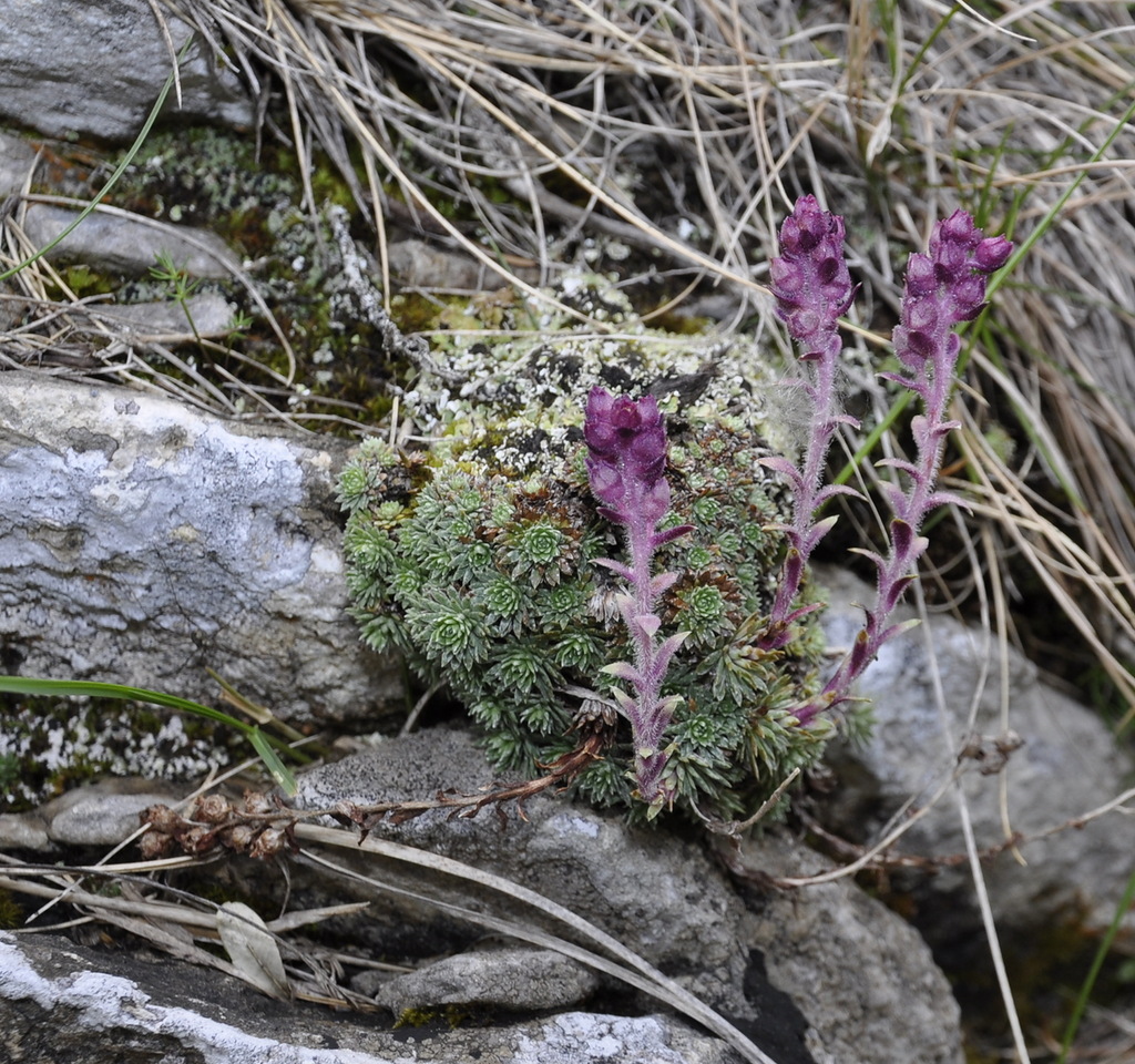 Image of Saxifraga sempervivum specimen.