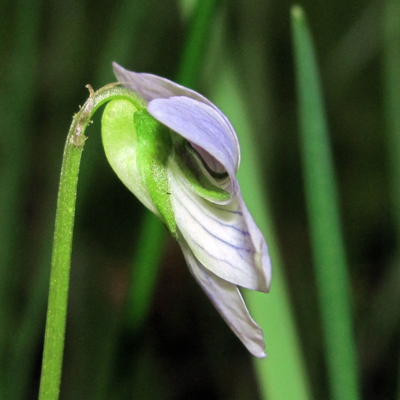 Image of Viola canina specimen.