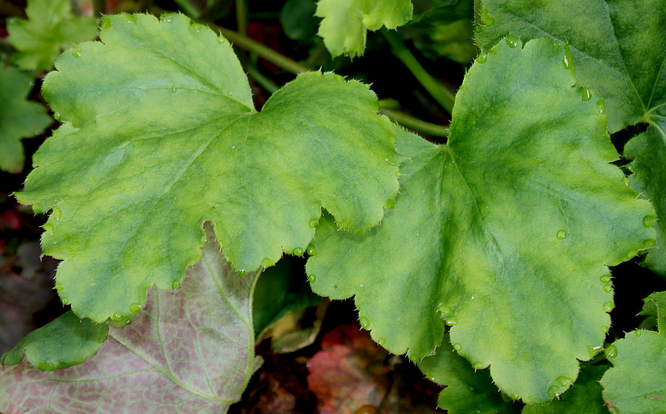 Image of Heuchera &times; brizoides specimen.