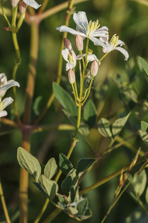 Image of Clematis lathyrifolia specimen.