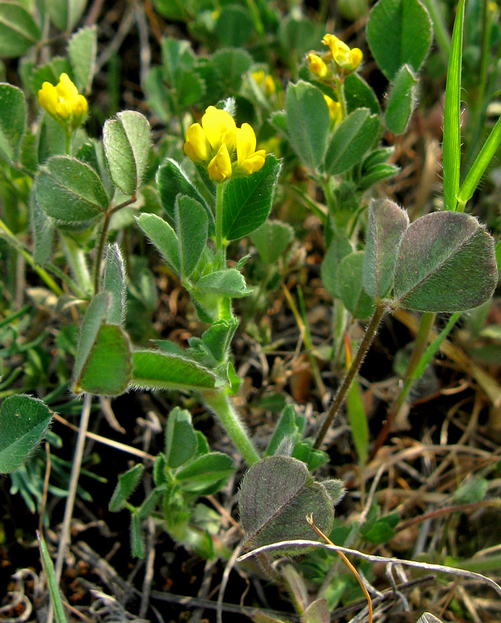 Image of Medicago minima specimen.