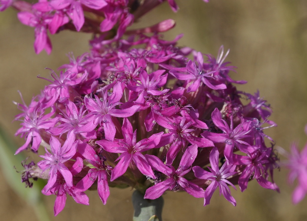 Image of Silene compacta specimen.