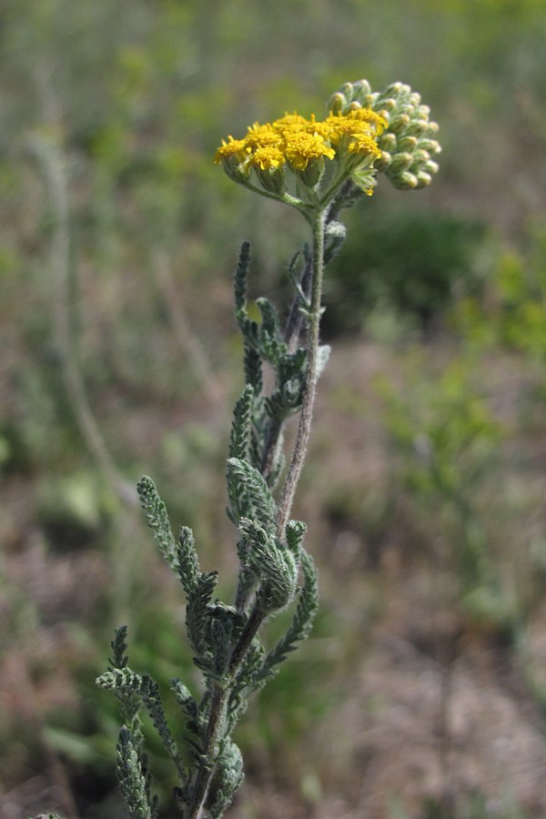 Image of Achillea taurica specimen.