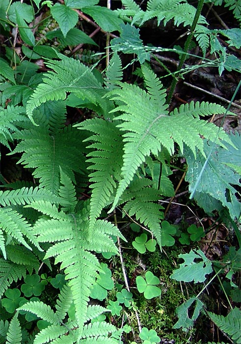 Image of Phegopteris connectilis specimen.