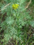 Erysimum hieraciifolium