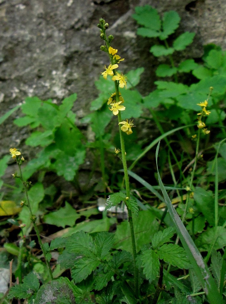 Image of Agrimonia eupatoria specimen.